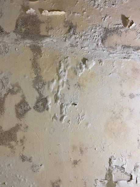 Best Commercial Mold Removal  in Wilmerding, PA