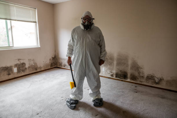 Best Attic Mold Removal  in Wilmerding, PA
