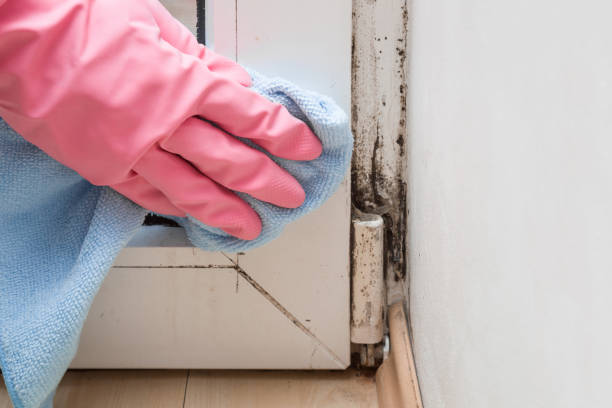 Attic Mold Removal in Wilmerding, PA